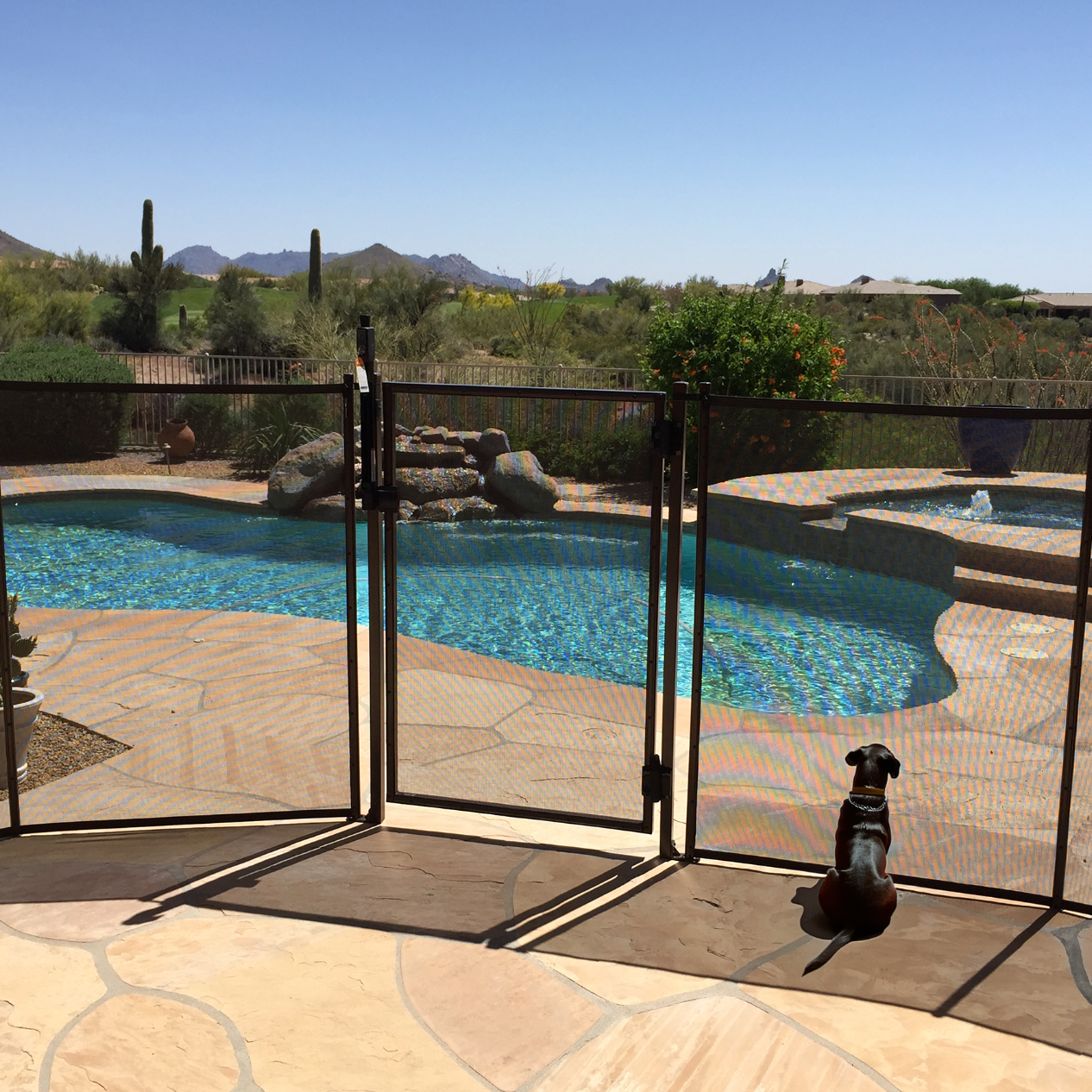 Keeping Pets Safe by the Pool