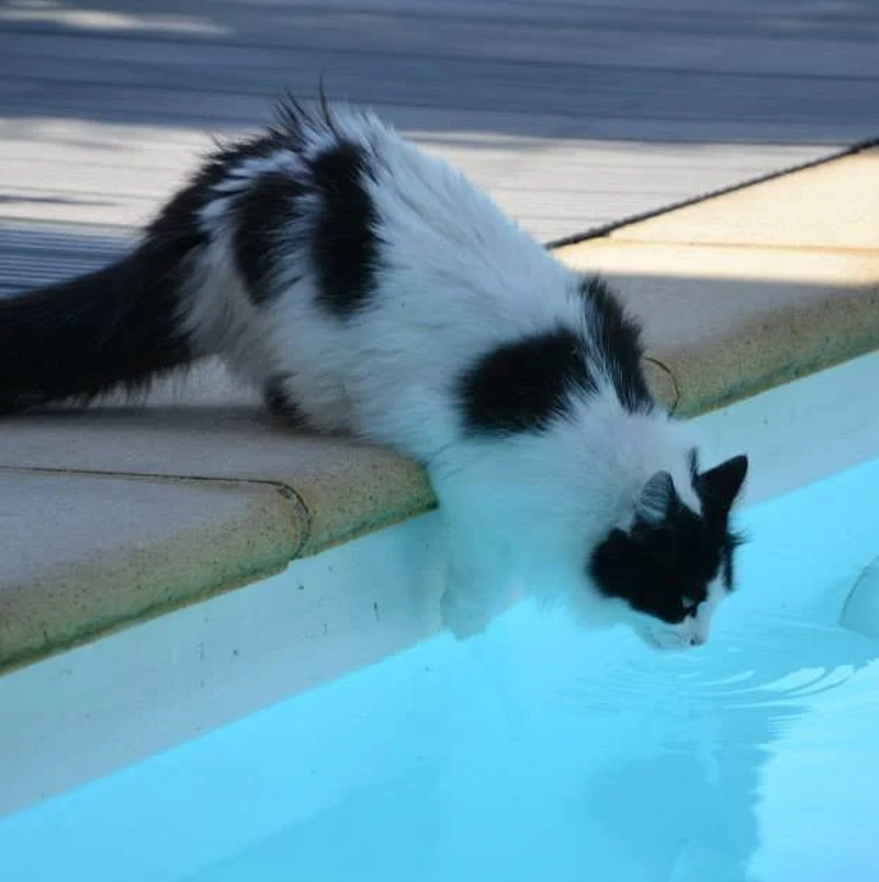 Pool Safety for Pets: Important Things to Know