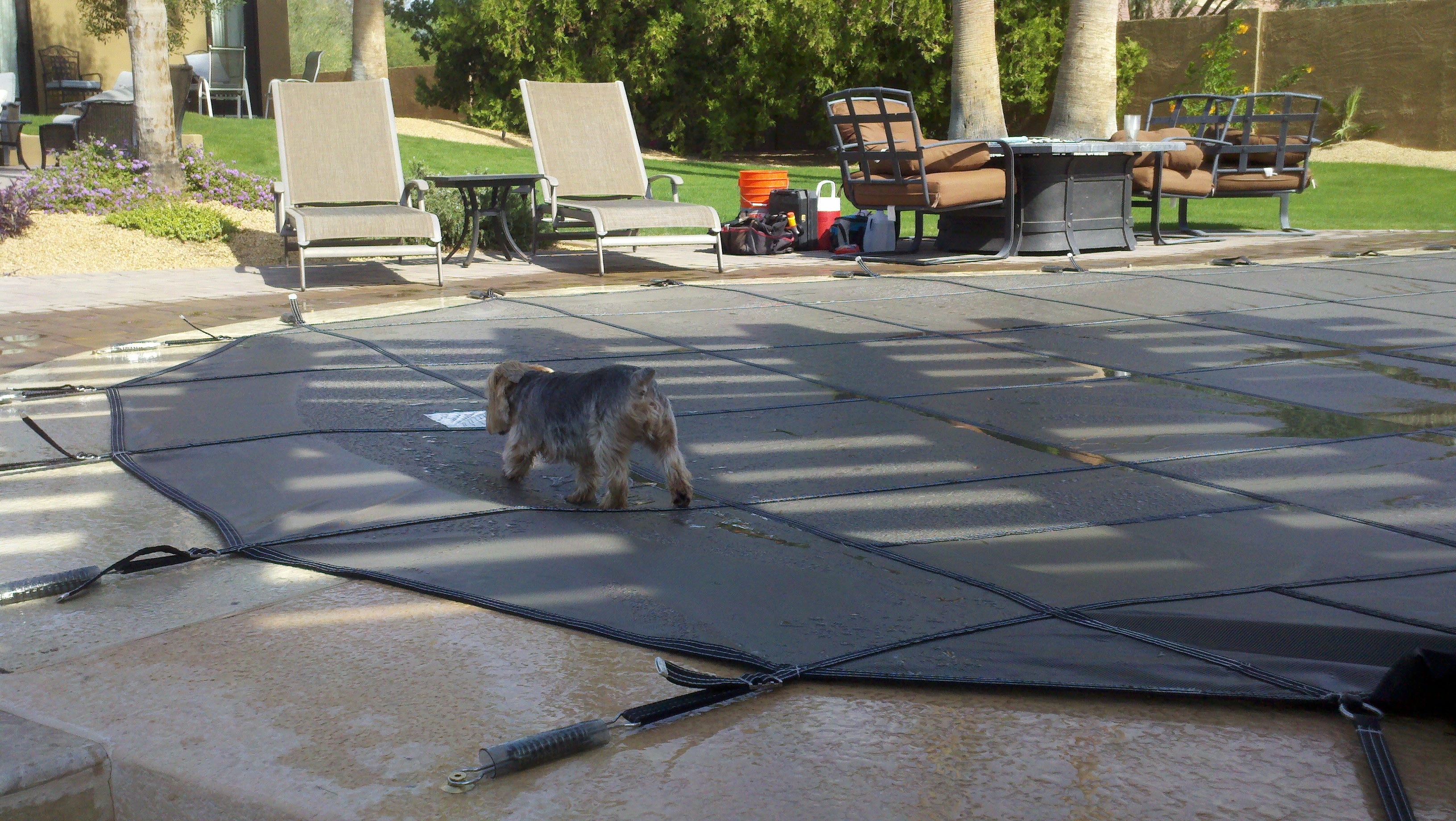 pool barrier for dog