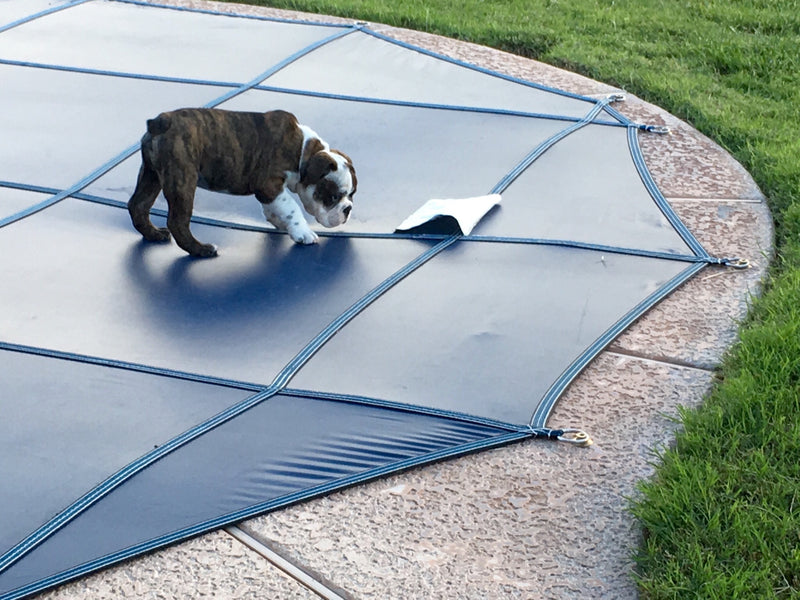 Pool cover for dog